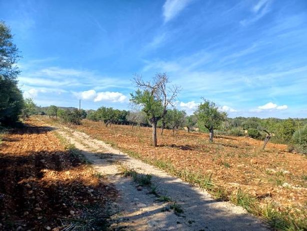 Venta de Casas en Manacor