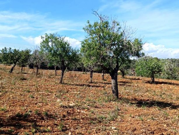 Venta de Casas en Manacor