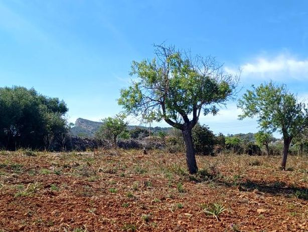 Venta de Casas en Manacor