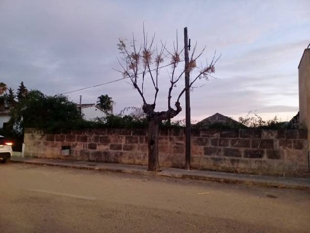 Venta de Solares en Ca's Concos