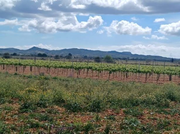 Venta de Rústica en Felanitx
