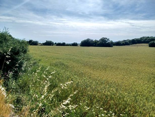 Venta de Rústica en Manacor