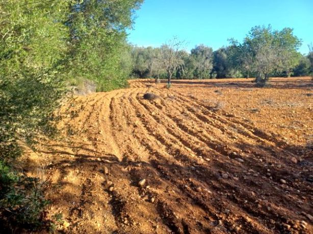 Venta de Rústica en Felanitx