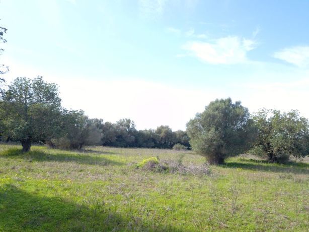 Venta de Rústica en Felanitx