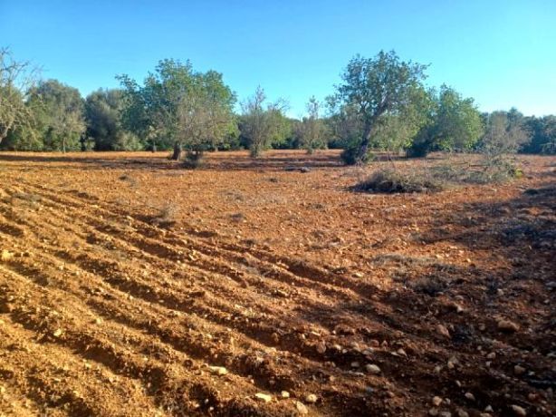 Venta de Rústica en Felanitx