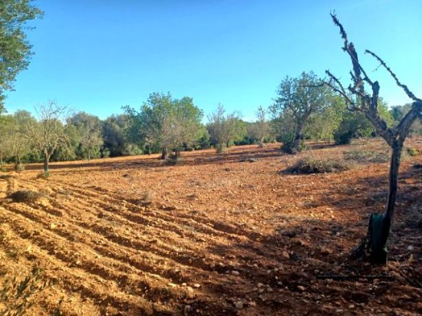 Venta de Rústica en Felanitx