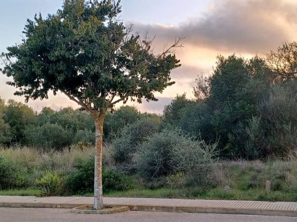 Venta de Solares en Felanitx