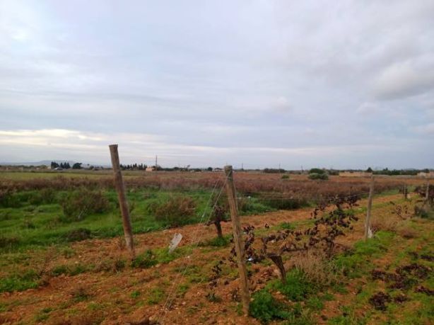 Venta de Rústica en Felanitx