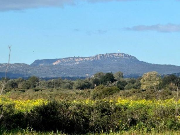 Venta de Rústica en Felanitx