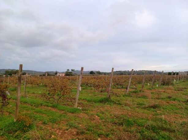 Venta de Rústica en Felanitx