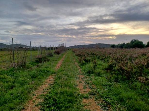 Venta de Rústica en Felanitx