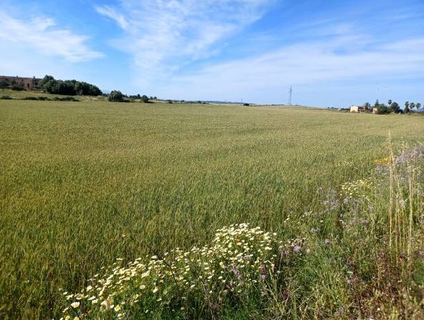 Venta de Rústica en Manacor