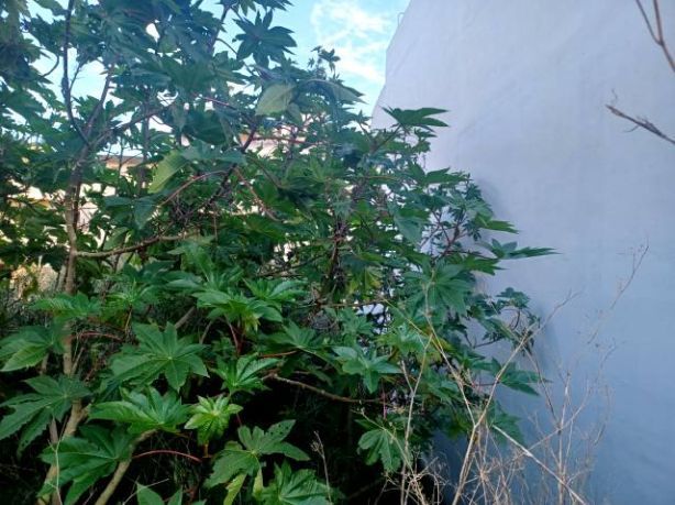 Venta de Solares en Felanitx