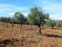 Casas en Manacor