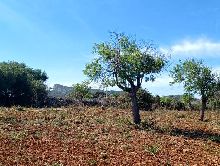 Casas en Manacor