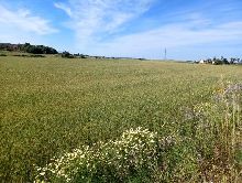 Rústica en Manacor